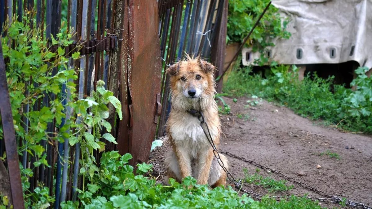Na Slovensku zakázali držet psa na řetězu, hrozí pokuty